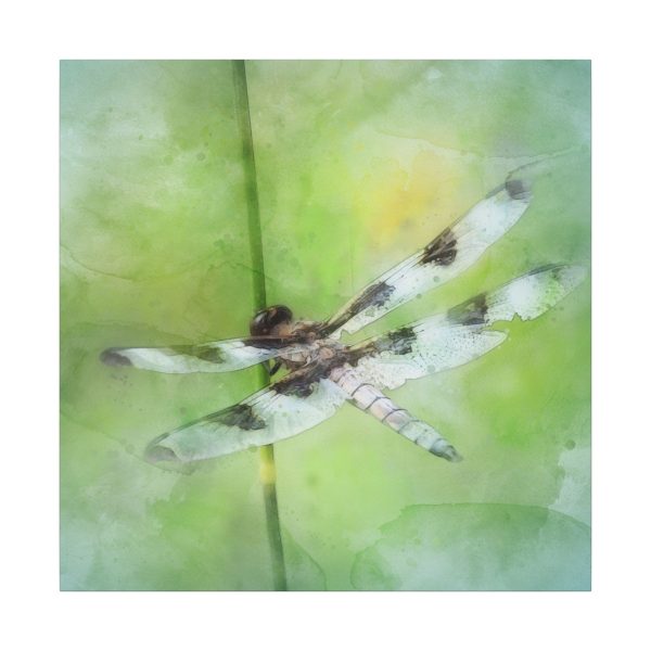 Dragonfly Balance - Image 37