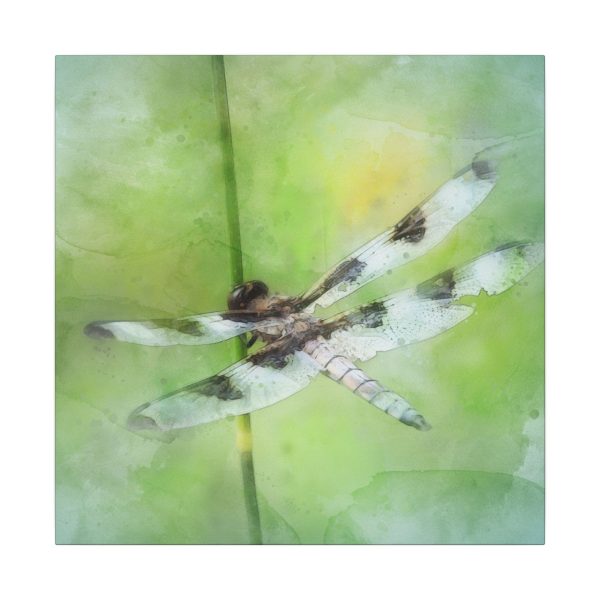 Dragonfly Balance - Image 69