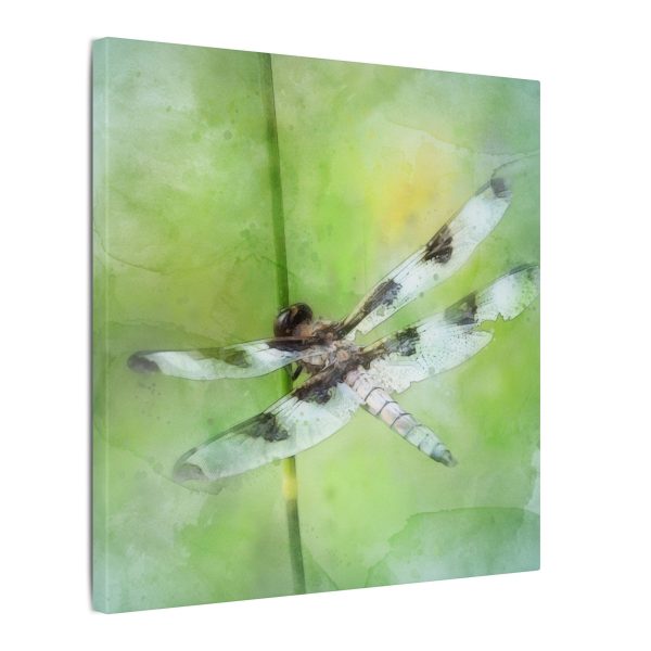 Dragonfly Balance - Image 30