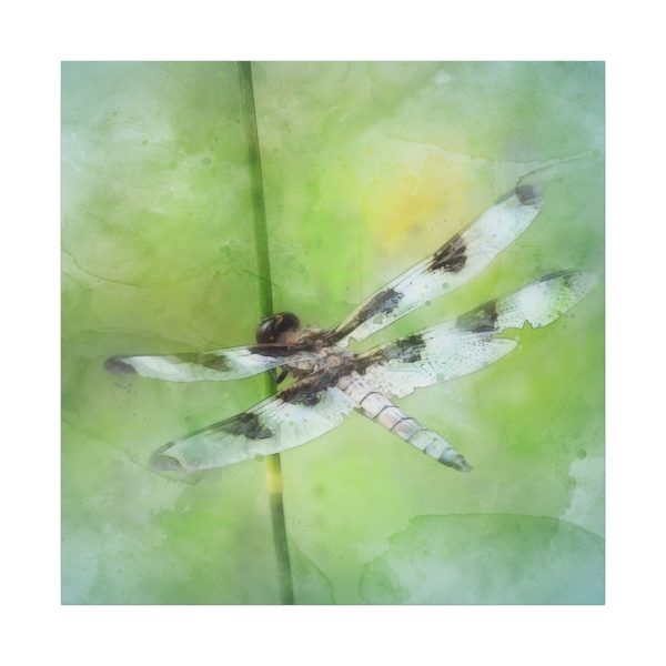 Dragonfly Balance - Image 77