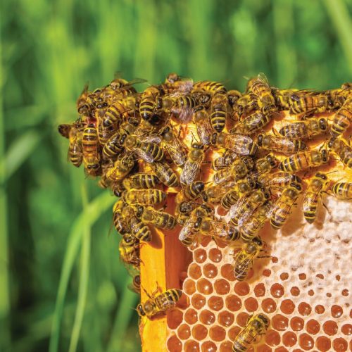 Beehive